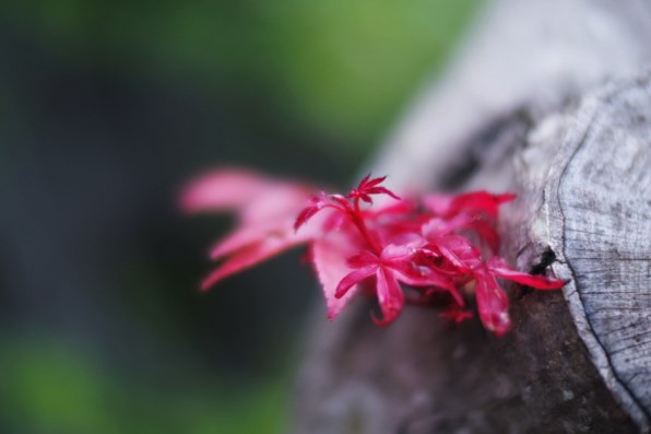 コシナフォクトレンダー　25mm F0.95 交換レンズ実写ギャラリー：コシナ「フォクトレンダーNOKTON 25mm F0