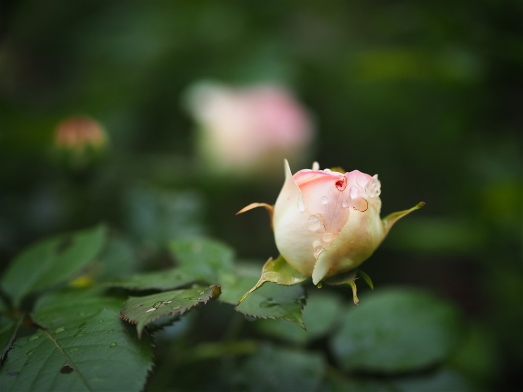 画質は良いが、とても使いにくいカメラ』 オリンパス OM-D E-M10 画質は良いが、とても使いにくいカメラ』 オリンパス OM-D E-M10