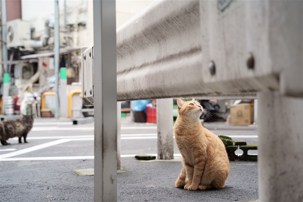 猫撮りレンズ』 TAMRON 28-200mm F/2.8-5.6 Di III RXD (Model A071