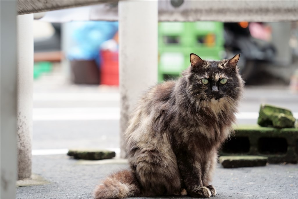 猫撮りレンズ』 TAMRON 28-200mm F/2.8-5.6 Di III RXD (Model A071