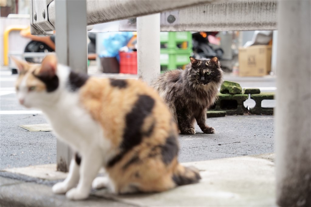 猫撮りレンズ』 TAMRON 28-200mm F/2.8-5.6 Di III RXD (Model A071