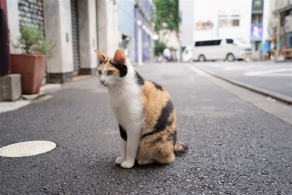 猫撮りレンズ』 TAMRON 28-200mm F/2.8-5.6 Di III RXD (Model A071