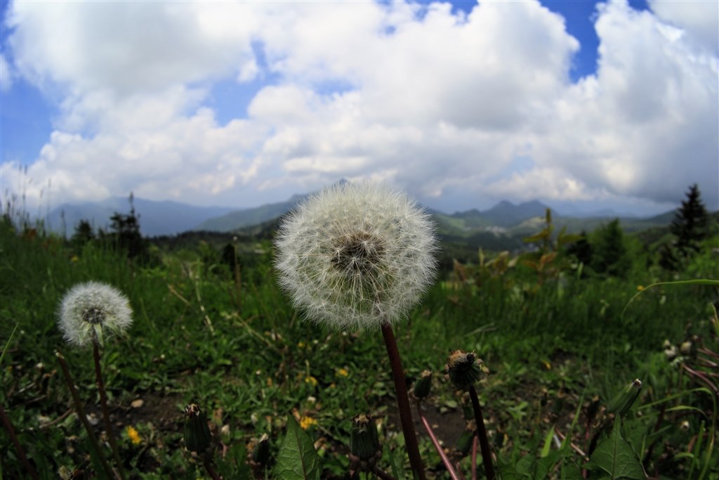 とてつもない広さ』 銘匠光学 TTArtisan 11mm f/2.8 Fisheye [キヤノン