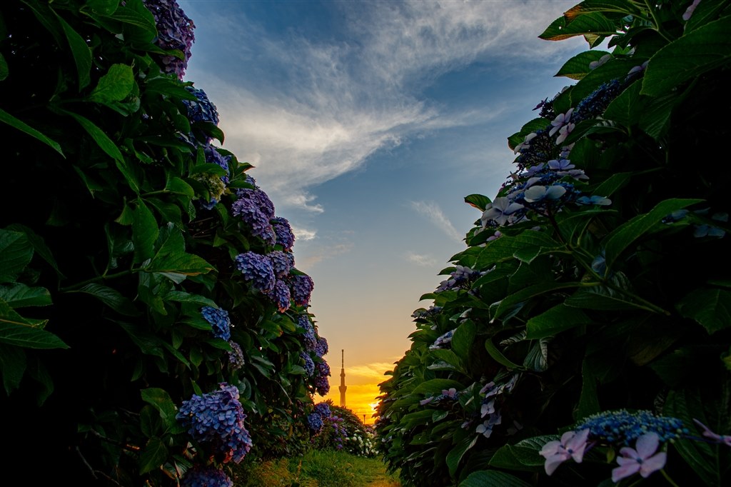 天の川撮影にも使え、大満足の一本です♪』 ニコン AI AF Nikkor 18mm