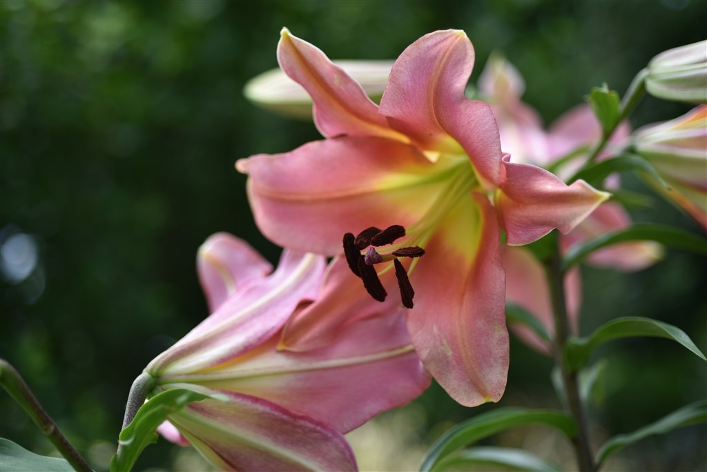 絞り輪付きで正確な描写のレンズ』 ニコン AI AF Micro-Nikkor 60mm f