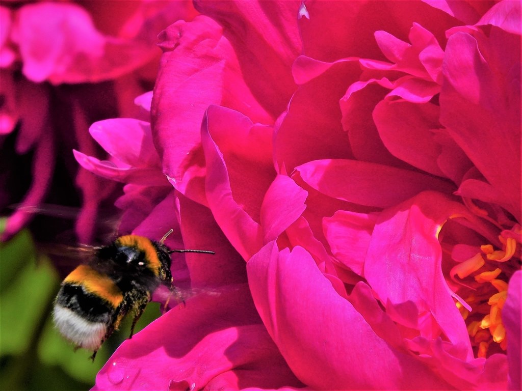 野鳥も撮れる万能カメラ』 パナソニック LUMIX DC-TZ95-K [ブラック