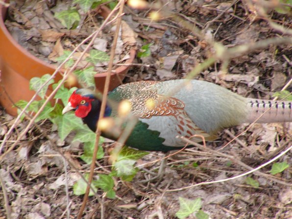 パナソニック LUMIX DMC-FZ10 価格比較 - 価格.com