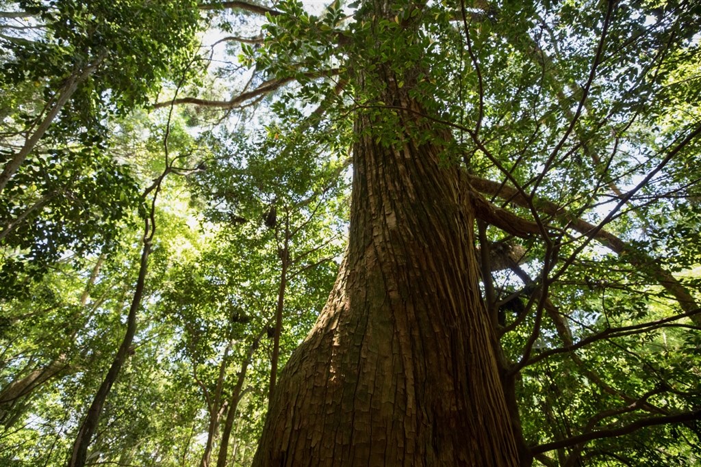 周辺の歪みが劇的に改善 Canon Ef16 35mm F2 8l Iii Usm いーよいーよさんのレビュー評価 評判 価格 Com