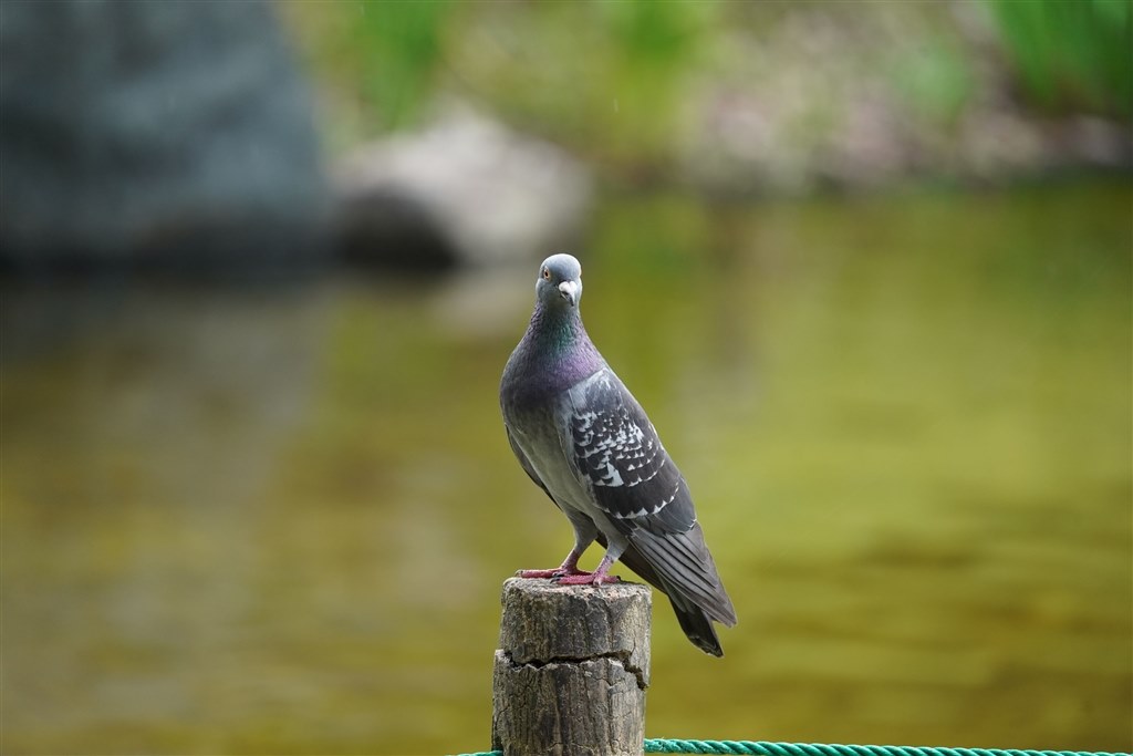 軽い超望遠レンズ』 シグマ 100-400mm F5-6.3 DG DN OS [ソニーE