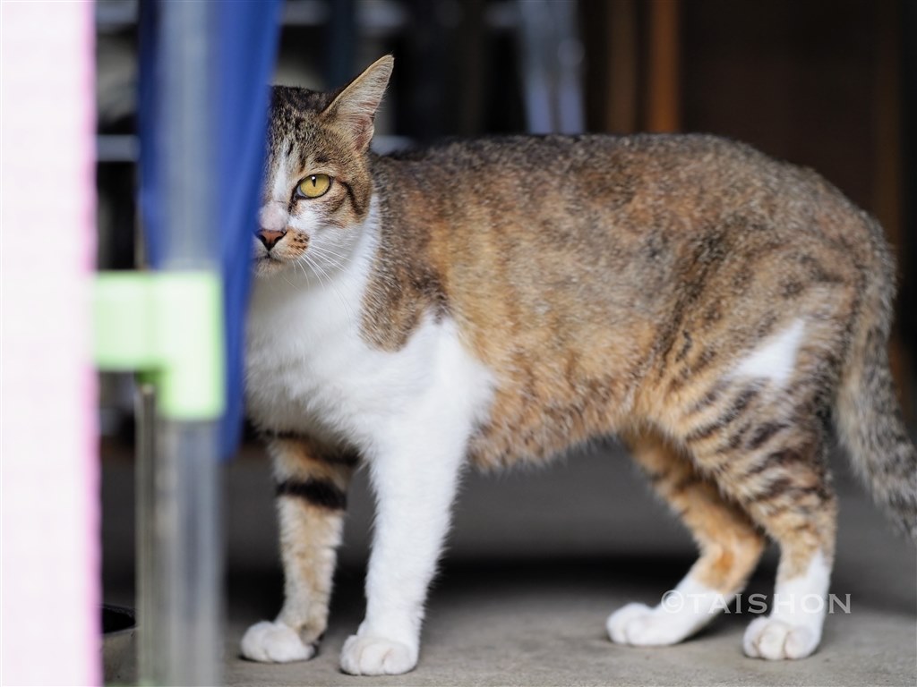 最高の猫撮りレンズです』 シグマ 56mm F1.4 DC DN [マイクロフォー