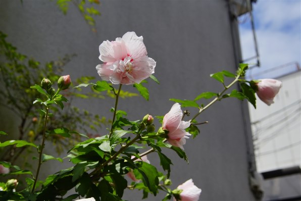 コニカ ミノルタ AFズーム 17-35mm F2.8-4(D)投稿画像・動画 - 価格.com