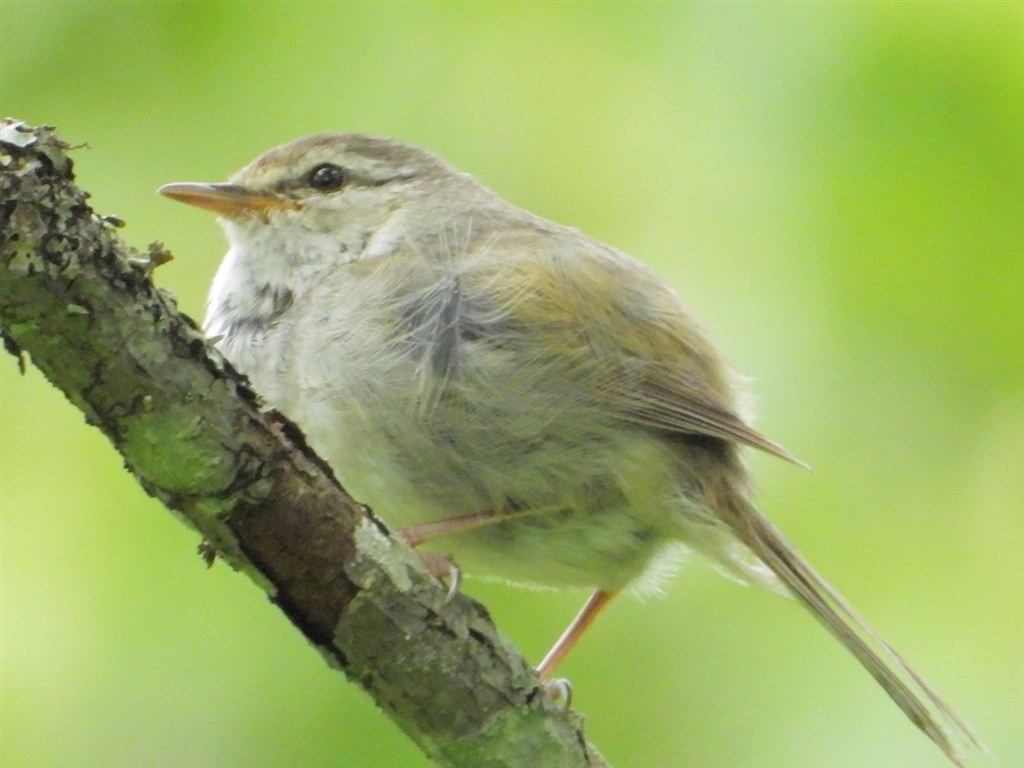 ほぼ3000mmしか使ってない』 ニコン COOLPIX P1000 野鳥太郎さんの