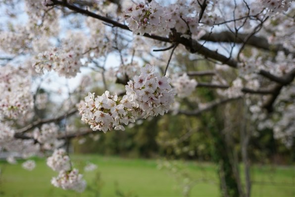 七工匠 7Artisans 3514EB 35mm F1.4ソニーE・フルサイズ 新品)七工匠 (しちこうしょう) 7Artisans 35mm F1.4 III（ソニー
