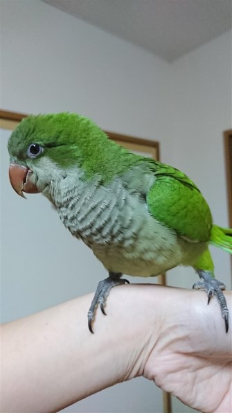 鳴き声すごいの インコ オキナインコ のクチコミ掲示板 価格 Com