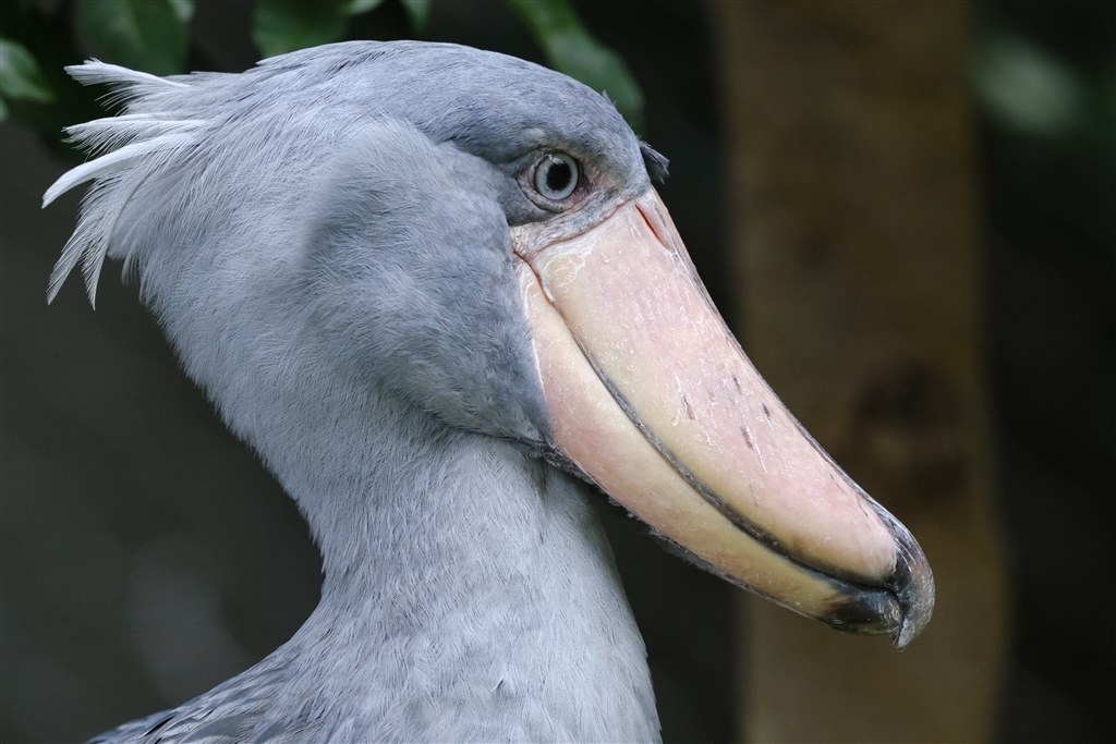 超銘玉！被写体が確実に止まる！FUJIFILM XF200mmF2 早い者勝ち 超銘玉