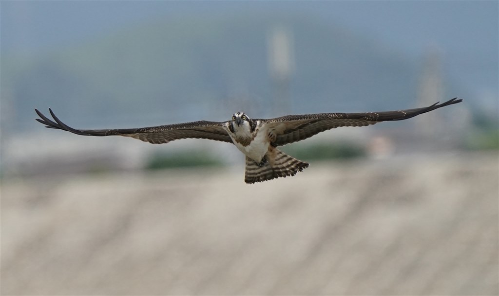 野鳥撮影に最適』 SONY FE 200-600mm F5.6-6.3 G OSS SEL200600G  harikiri1216さんのレビュー評価・評判 - 価格.com