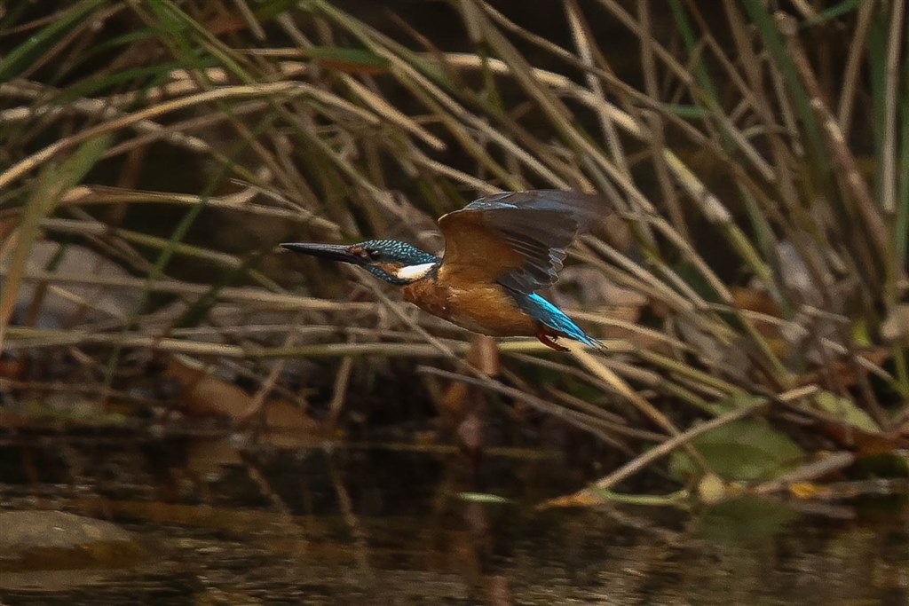 野鳥撮影用では最高のカメラです。』 CANON EOS R5 ボディ はっちゃん
