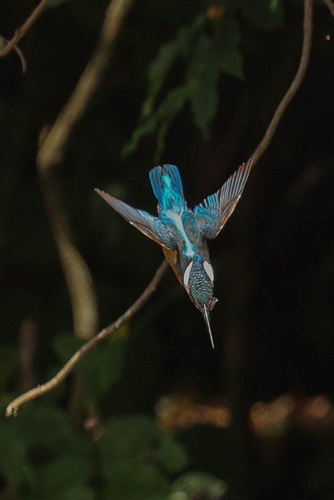 野鳥撮影用では最高のカメラです。』 CANON EOS R5 ボディ