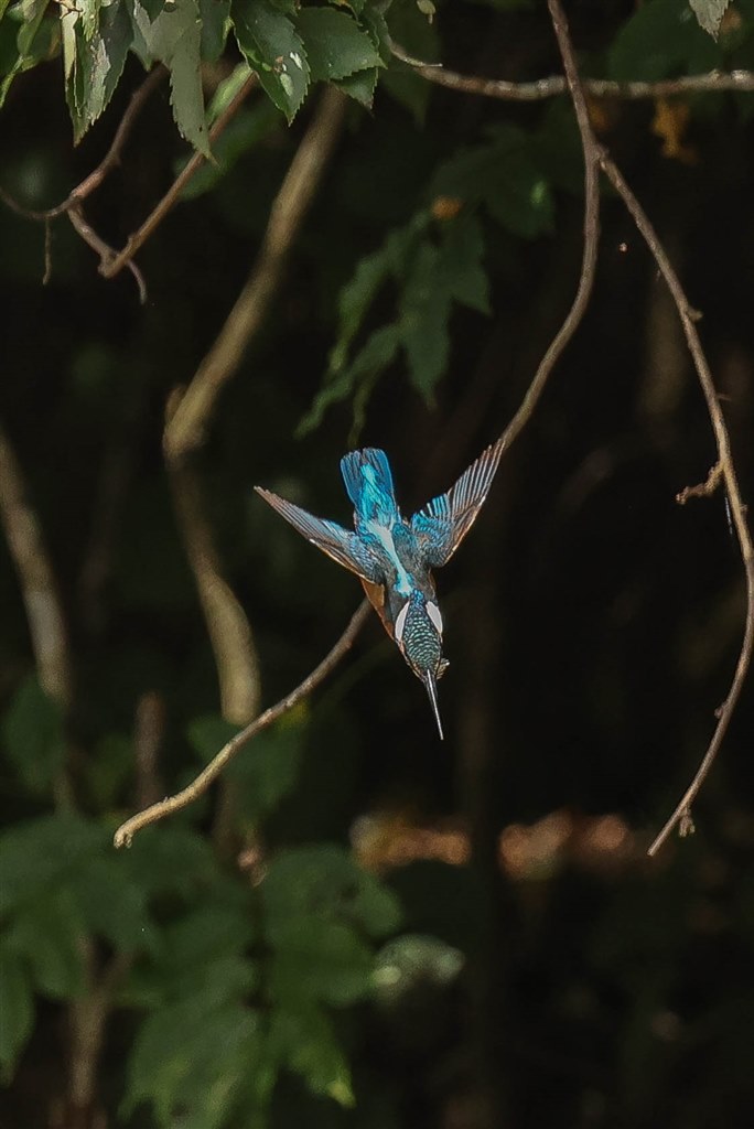 野鳥撮影用では最高のカメラです。』 CANON EOS R5 ボディ はっちゃん