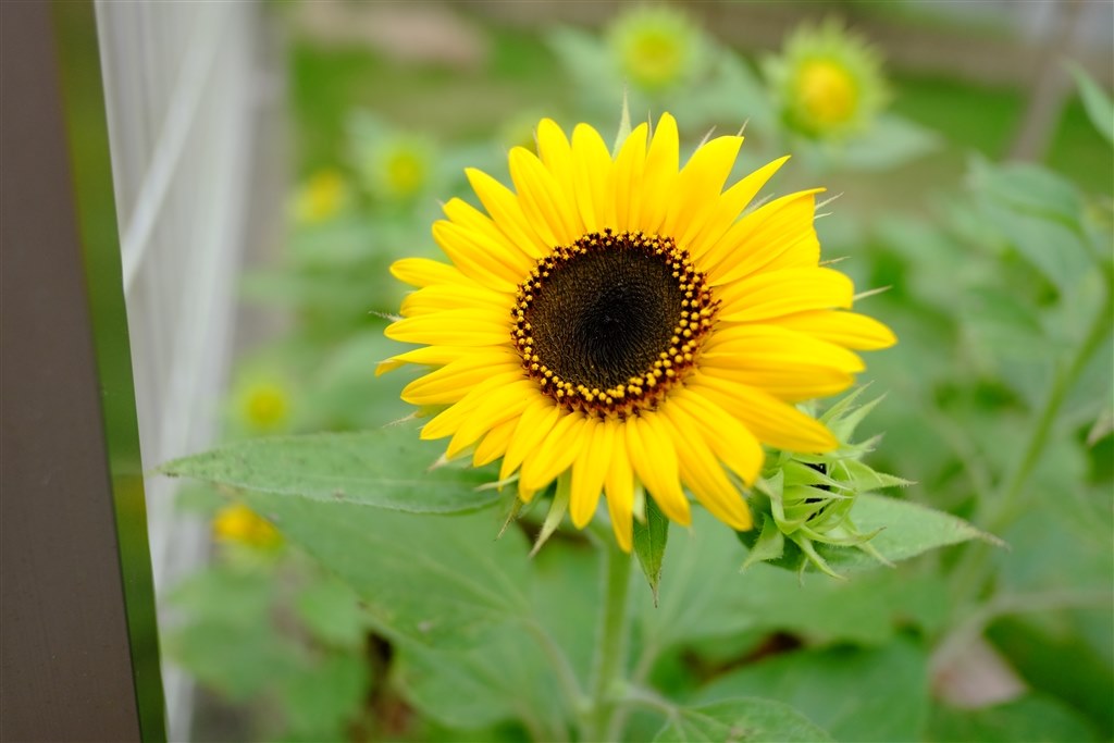 【ひまわり】18mm F2単焦点レンズ X-M1との相性抜群』 富士フイルム フジノンレンズ XF18mmF2 R Works S