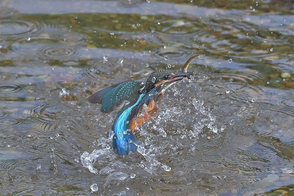 いいえ、彼は首を横に振る【訳あり品】NIKKOR 200-500mm レビュー】AF-S NIKKOR 200-500mm f/5.6E ED VR コスパ最高の