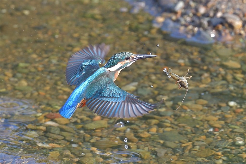もっと早く買えば良かった』 ニコン AF-S NIKKOR 500mm f/5.6E