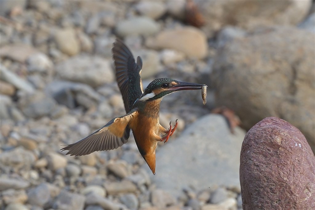 もっと早く買えば良かった』 ニコン AF-S NIKKOR 500mm f/5.6E
