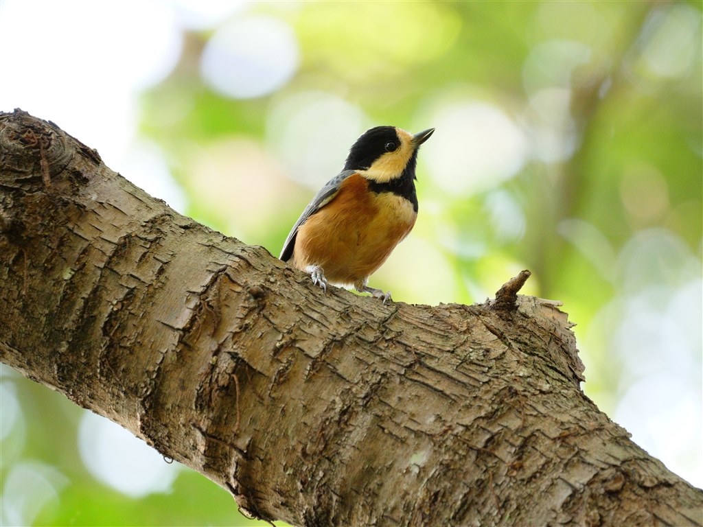 野鳥撮影が主な者のレビュー いいレンズだと思います オリンパス M Zuiko Digital Ed 100 400mm F5 0 6 3 Is 水とブルースさんのレビュー評価 評判 価格 Com