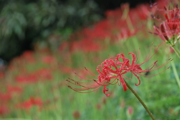 ニコン AF-S DX Zoom Nikkor ED 18-135mm F3.5-5.6G (IF)投稿画像