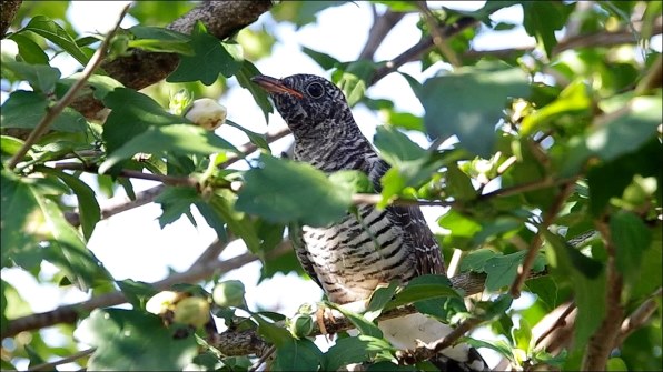 シグマ 18-250mm F3.5-6.3 DC MACRO HSM [ペンタックス用]投稿画像