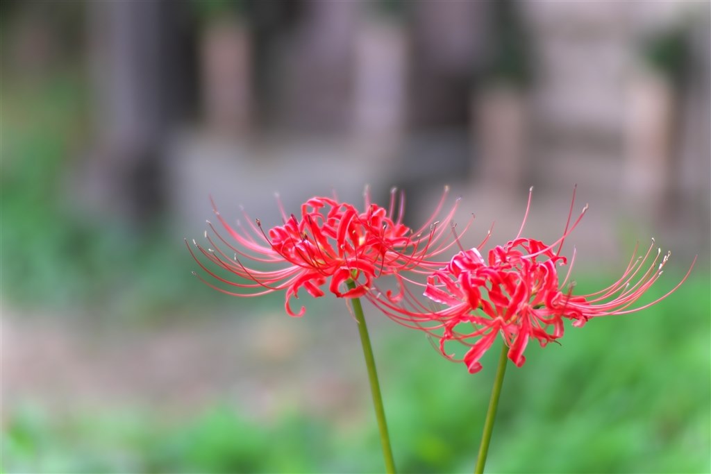 この価格でなら納得ではないでしょうか』 中一光学 CREATOR 85mm F2