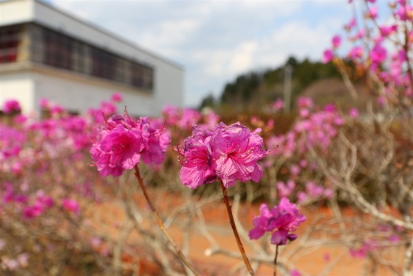 シグマ 17 50mm F2 8 Ex Dc Os Hsm キヤノン用 価格比較 価格 Com