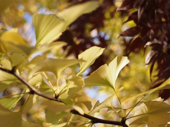 シグマ 30mm F2.8 DN ブラック [マイクロフォーサーズ用]で撮影