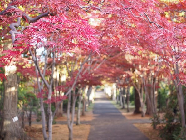 シグマ SIGMA Art 30mm F2.8 DN マイクロフォーサーズ 作例 シグマ 30mm F2.8 DN ブラック [マイクロフォーサーズ用]で撮影