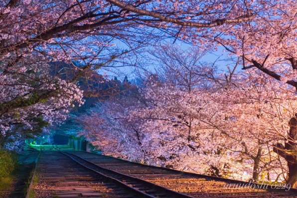 コニカ ミノルタ AF ZOOM 70-210mm F4で撮影された写真 (レビュー