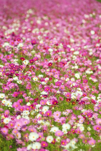 コニカ ミノルタ AF ZOOM 70-210mm F4で撮影された写真 (レビュー