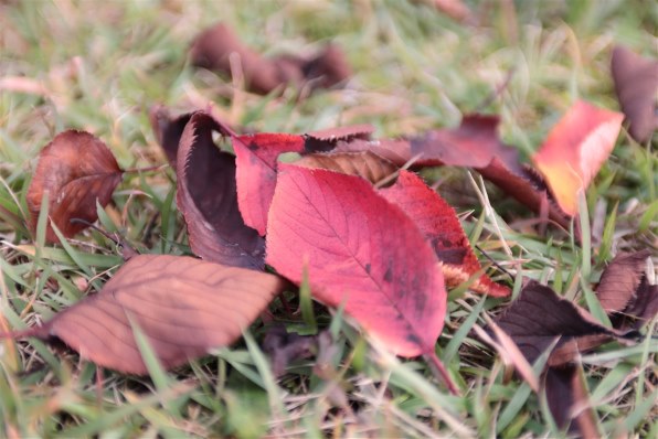 CANON EF28-70mm F2.8L USM投稿画像・動画 (レビュー) - 価格.com