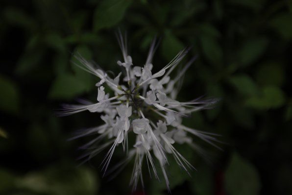 Canon ZOOM LENS EF 28-70mm F2.8 L USM 試写 Canon ZOOM LENS EF 28-70mm F2.8 L USM 試写 CANON EF28-70mm F2.8L