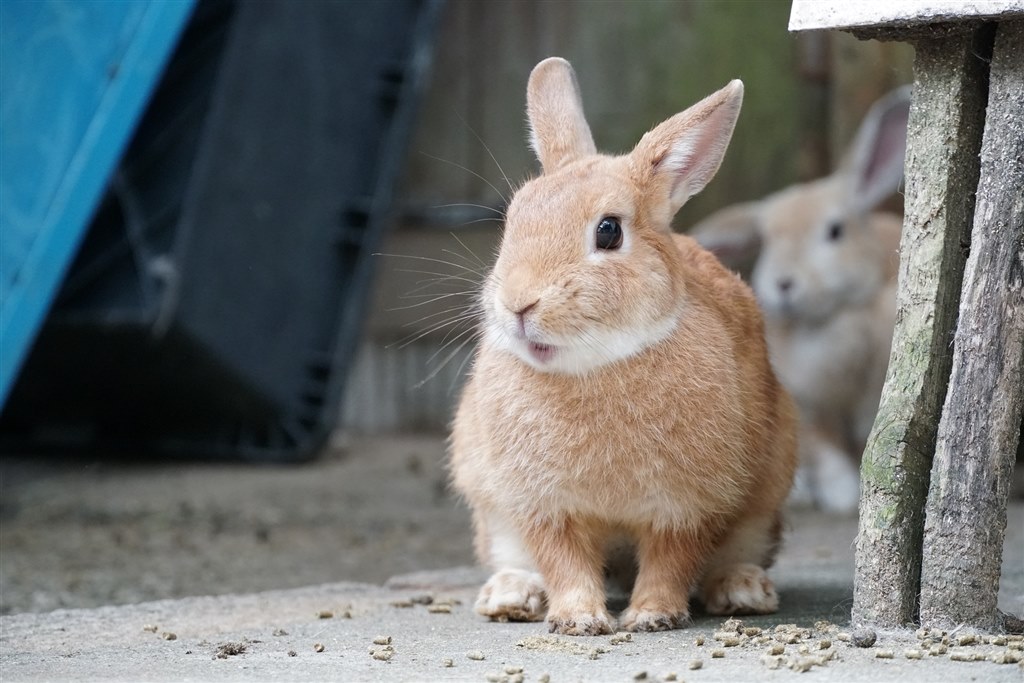 スナップ写真なら必要十分な画質』 SONY E 18-135mm F3.5-5.6 OSS