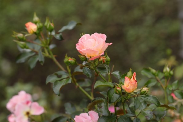 CANON EF100mm F2.8 マクロ USM投稿画像・動画 - 価格.com CANON EF100mm F2.8 マクロ USM投稿画像・動画 - 価格.com