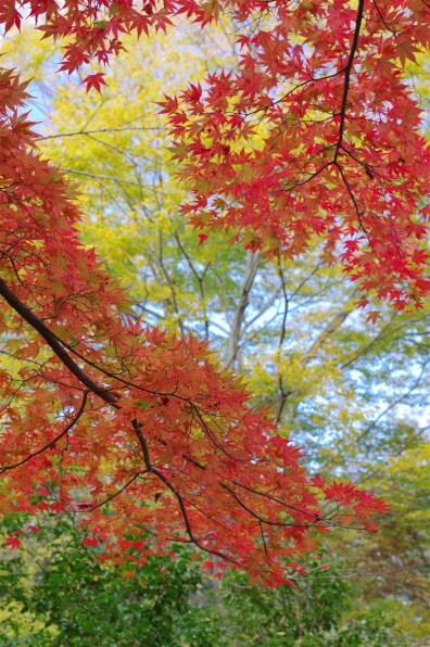 ペンタックス smc PENTAX-DA 35mmF2.4AL投稿画像・動画 - 価格.com