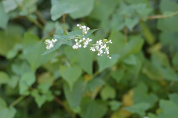銘匠光学 TTArtisan 50mm f/1.4 ASPH投稿画像・動画 (レビュー 銘匠光学 TTArtisan 50mm f/1.4 ASPH投稿画像・動画 (レビュー