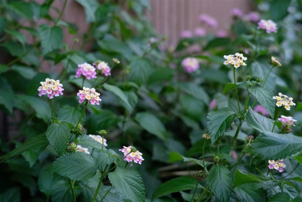 Machang Optical KAMLAN FS 50mm F1.1 [フジ