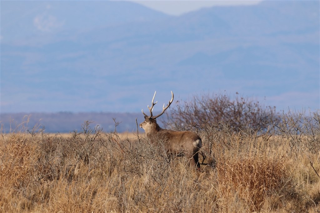 待望の600ｍｍは凄かった！』 シグマ 150-600mm F5-6.3 DG OS HSM