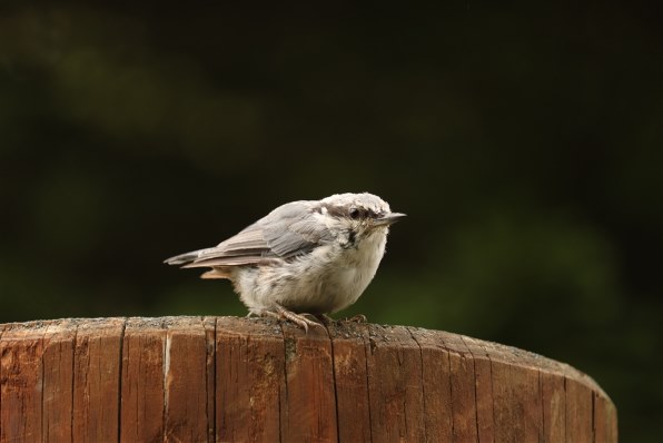 CANON EOS Kiss X9i ダブルズームキットで撮影された写真 - 価格.com