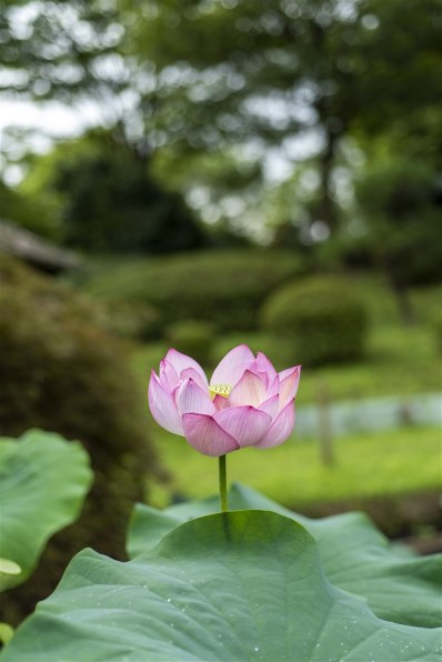 ニコン AI AF Micro-Nikkor 60mm f/2.8D レビュー評価・評判 - 価格.com