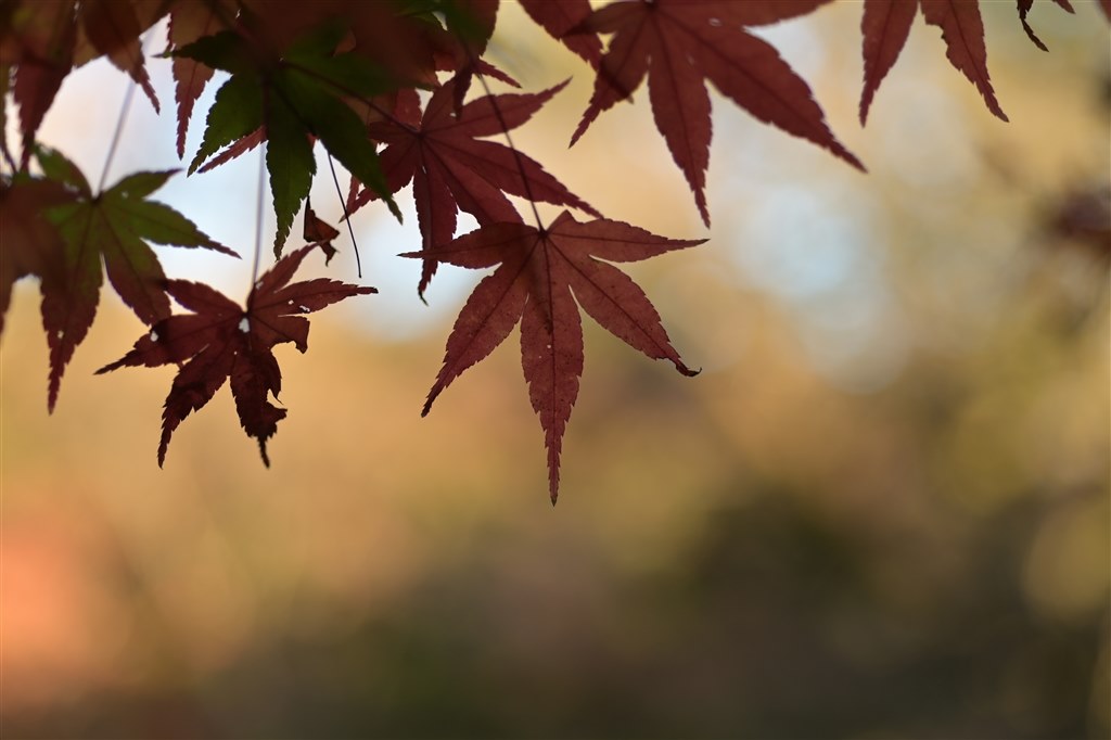 六角ボケはレトロで好きです』 ニコン AI AF Micro-Nikkor 60mm