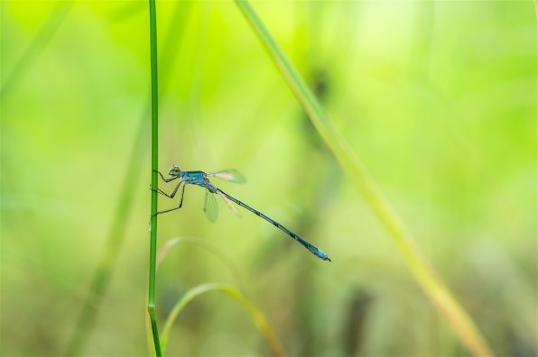 TAMRON SP AF90mm F/2.8 Di MACRO 1:1 (Model272E) (ﾍﾟﾝﾀｯｸｽ用)で撮影