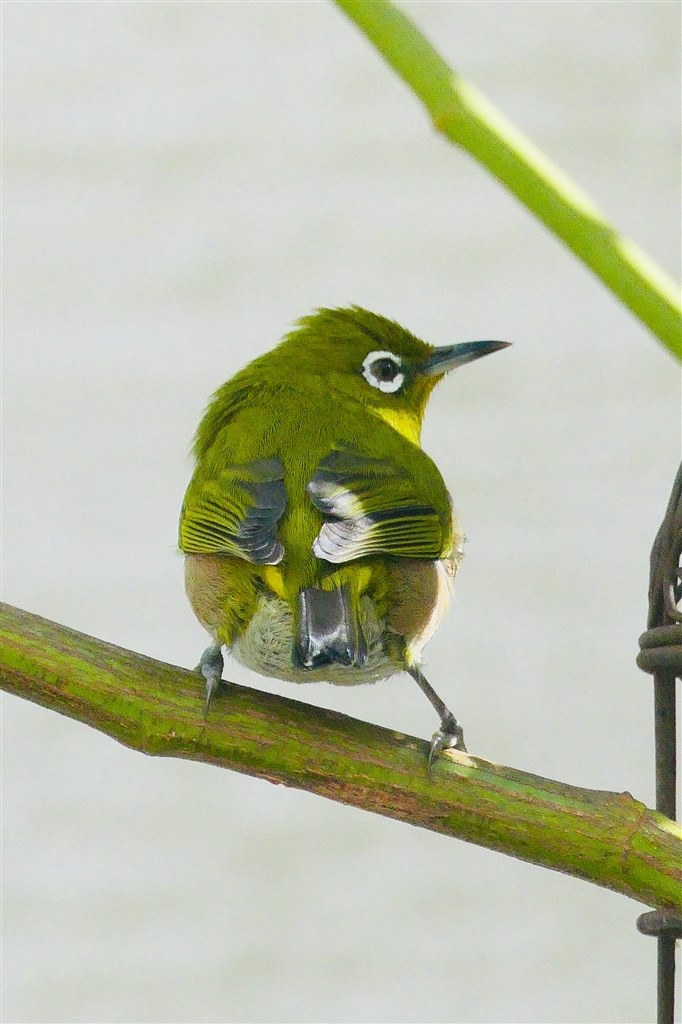 tk0492様専用Panasonic LUMIX DC-TX2 撮影3716枚 4Kフォトが便利