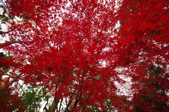 シグマ 10-20mm F4-5.6 EX DC (ﾍﾟﾝﾀｯｸｽ AF)投稿画像・動画 - 価格.com